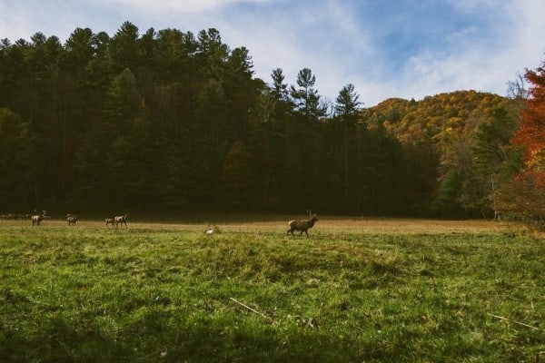 stalking-season-returns-to-kinloch-rannoch-your-complete-guide-to-deer