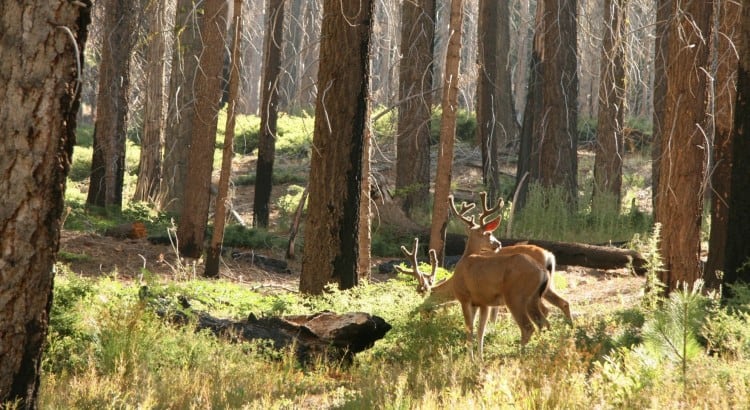 Stalking in Scotland